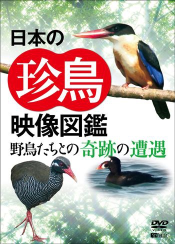 日本の珍鳥 映像図鑑 野鳥たちとの奇跡の遭遇