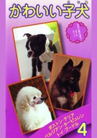 かわいい子犬vol.4　ﾎﾞｽﾄﾝﾃﾘｱ､ﾍﾟﾙｼｱﾝ・ﾀｰﾋﾞｭﾚﾝ､ﾄｲ･ﾌﾟｰﾄﾞﾙ